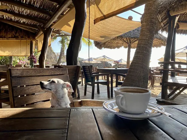 Pet-Friendly Morning Coffee