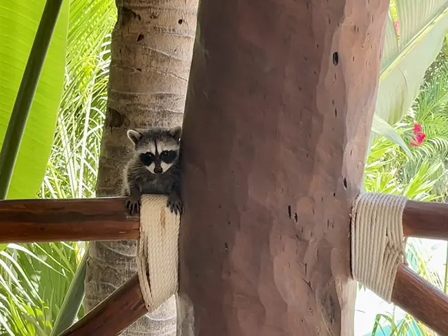 Baby Raccoon