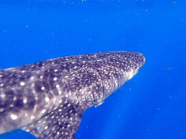 Two Gay Expats - Cancun, Quintana Roo, Mexico - Isla Mujeres Whale Shark Tour Close Up