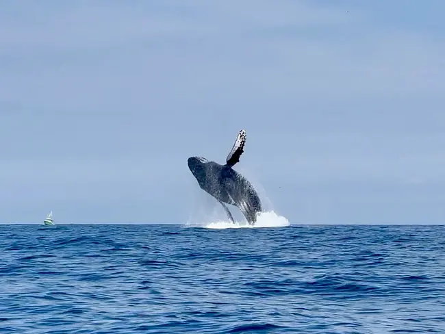 Whale Watching In Banderas Bay