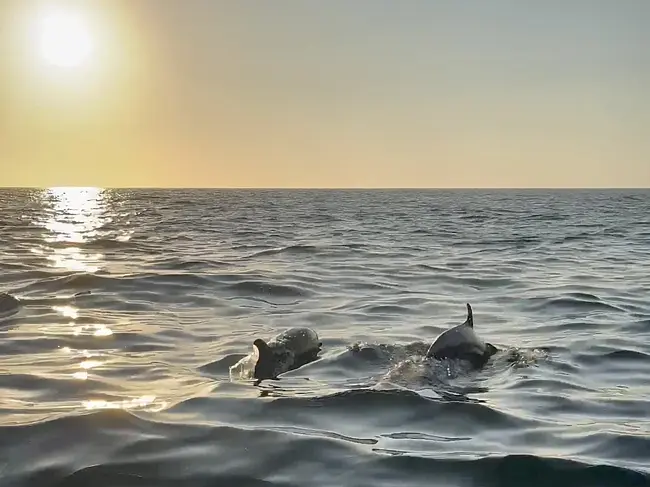 Dolphin & Whale Watching - Two dolphins at sunset