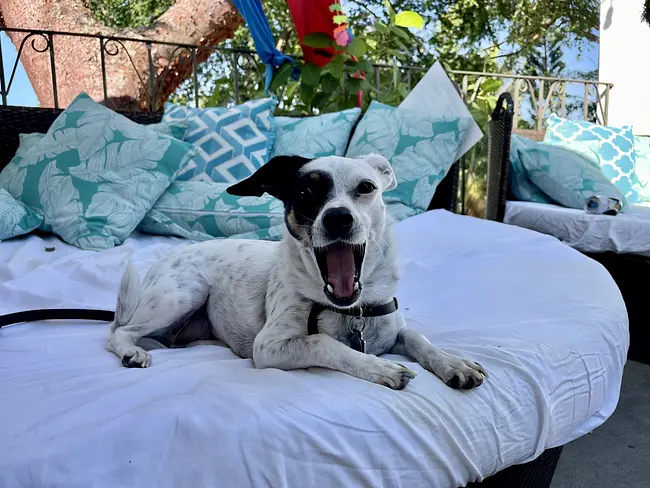 Casa Cupula is Pet-Friendly