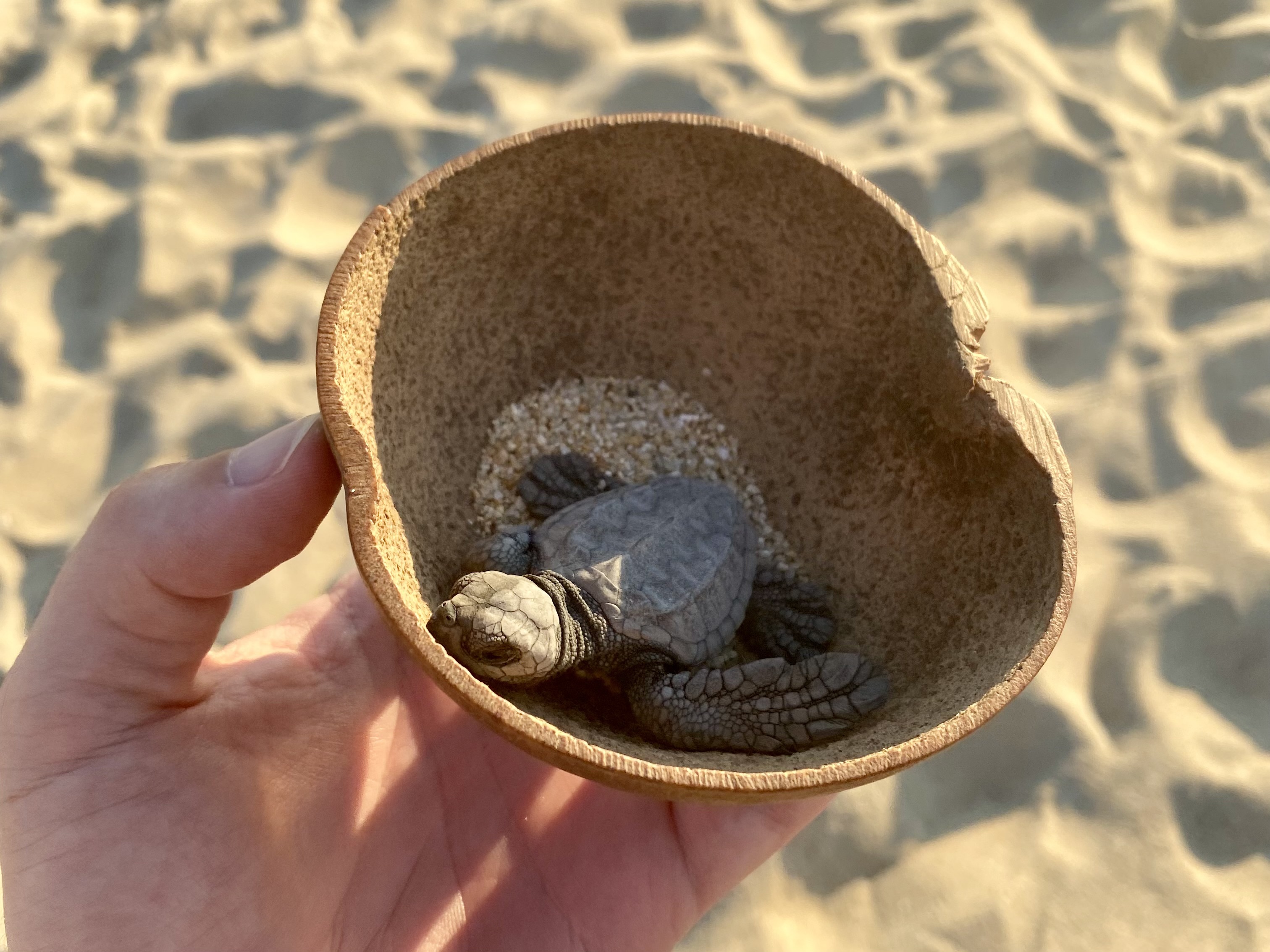 Two Gay Expats - Puerto Escondido - Playa Bacocho - Turtle Release - Baby Turtle