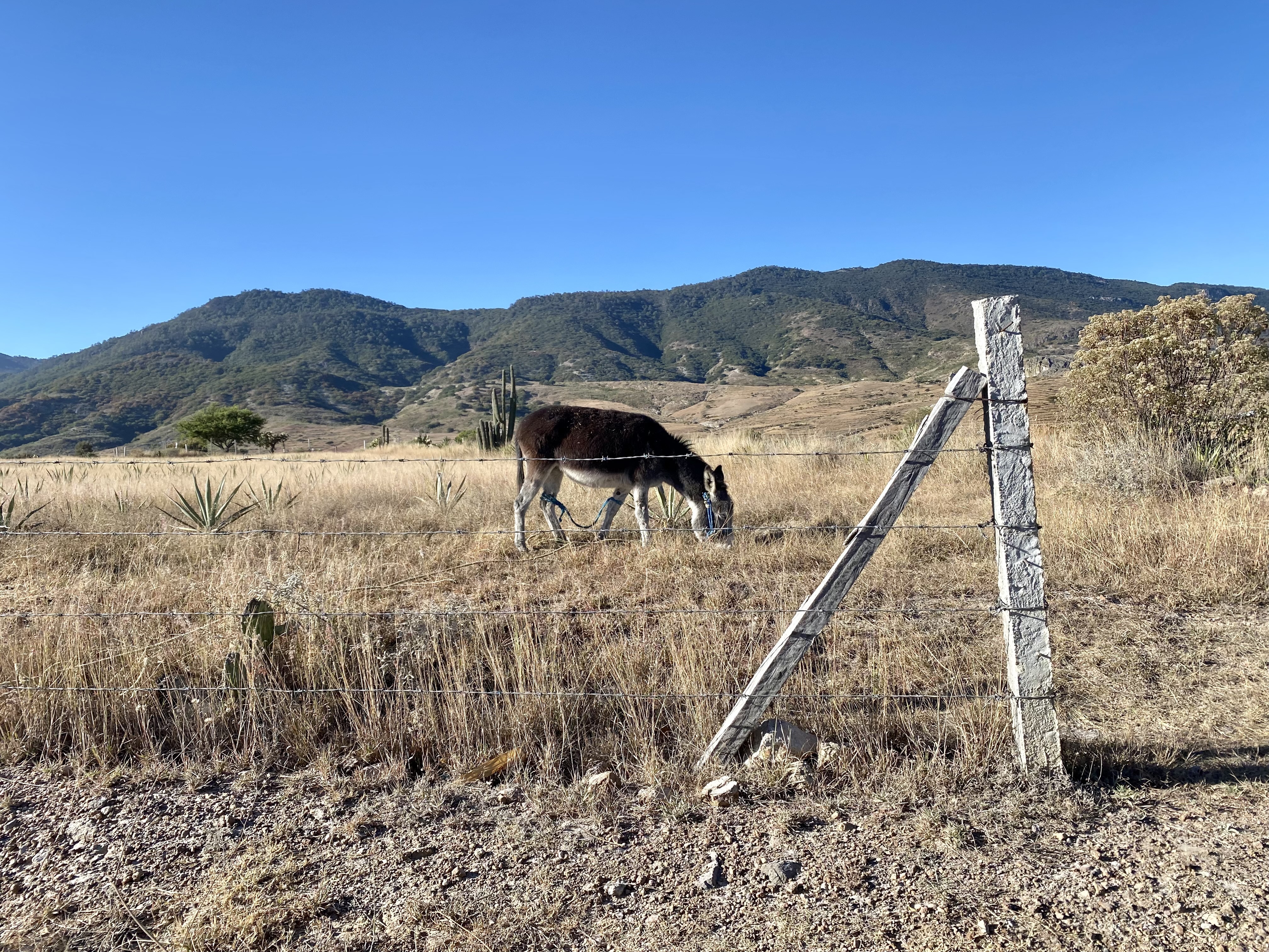 Two Gay Expats - Oaxaca - Hierve El Agua - Donkey By Local Road
